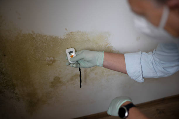 Reliable Tamaqua, PA Mold Remediation Solutions