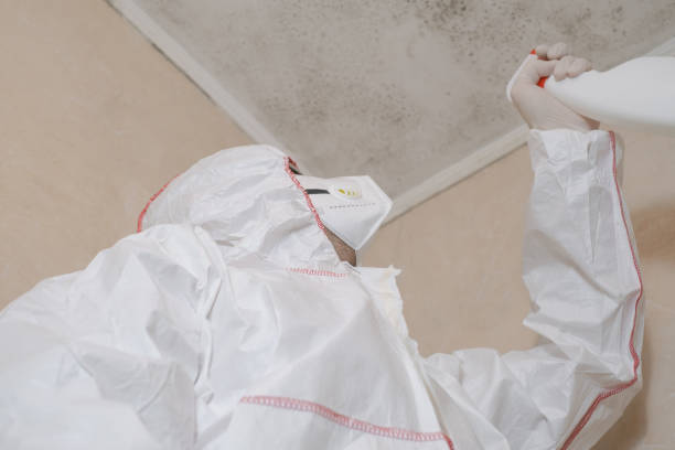 Best Attic Mold Remediation in Tamaqua, PA